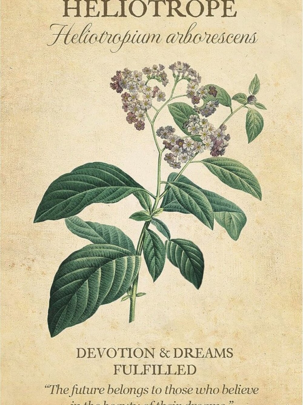 Botanical Inspirations Deck and Book Set - Picture 7 of 8